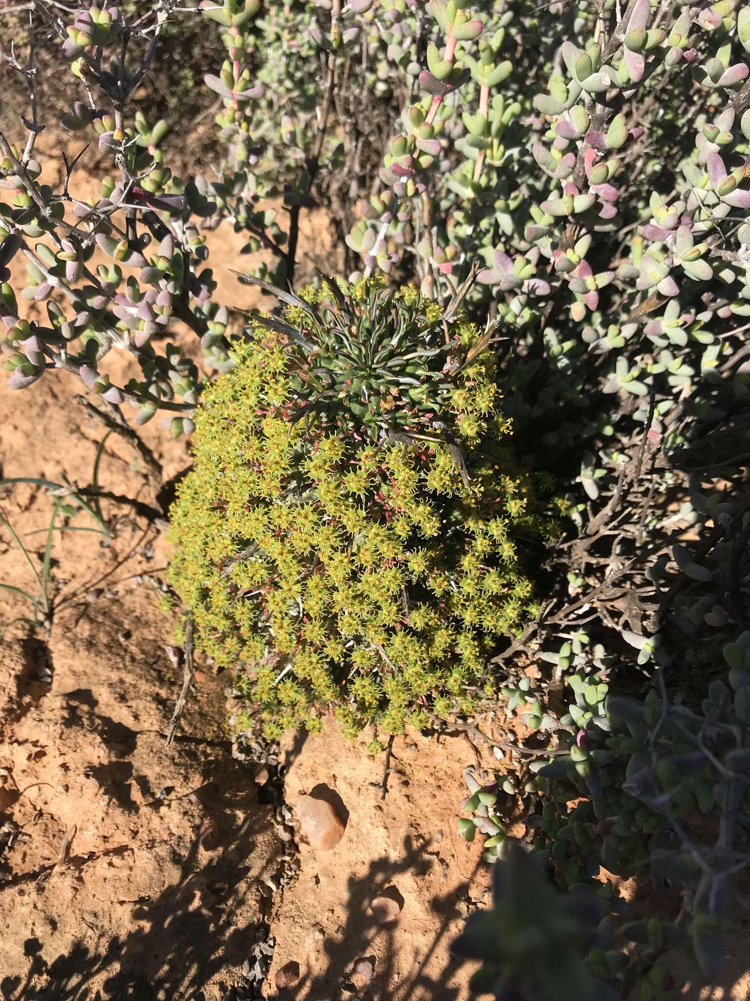 صورة Euphorbia multiceps A. Berger