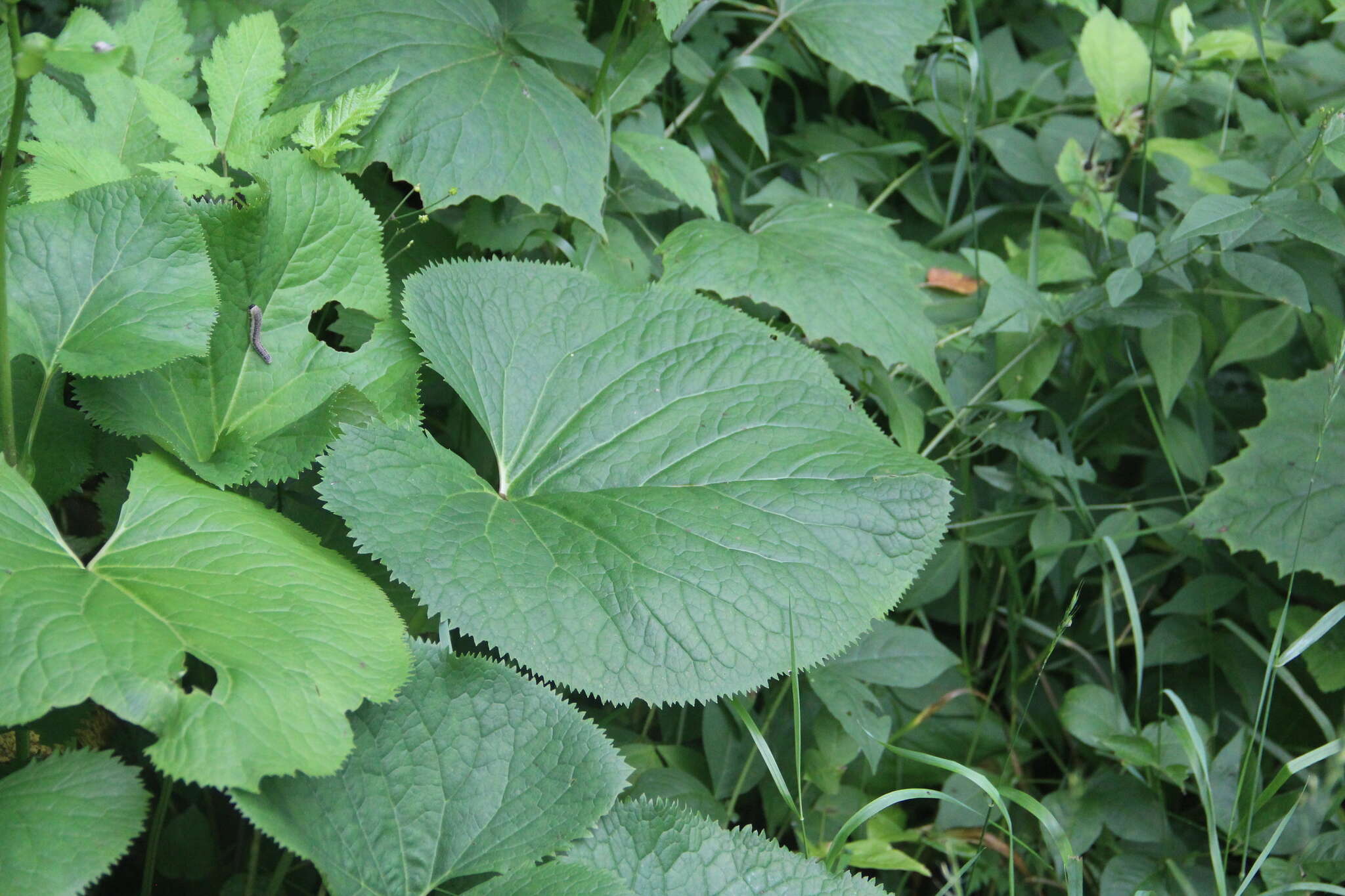 Image of Ligularia fischeri (Ledeb.) Turcz.