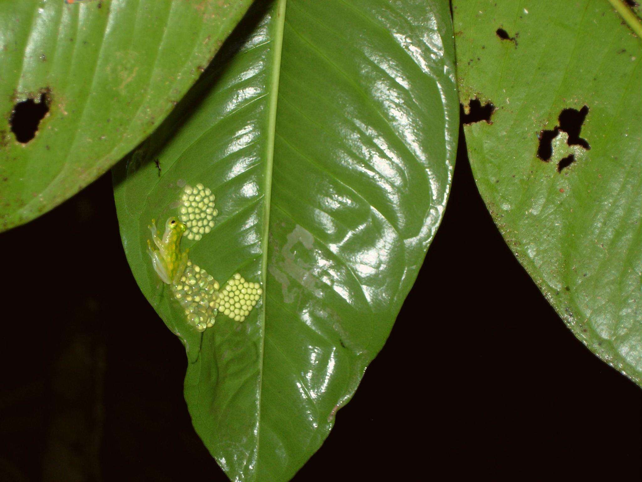 Image of La Palma Glass Frog