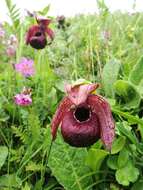 Image of Tibetian Cypripedium