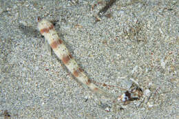 Image of Arcfin shrimpgoby