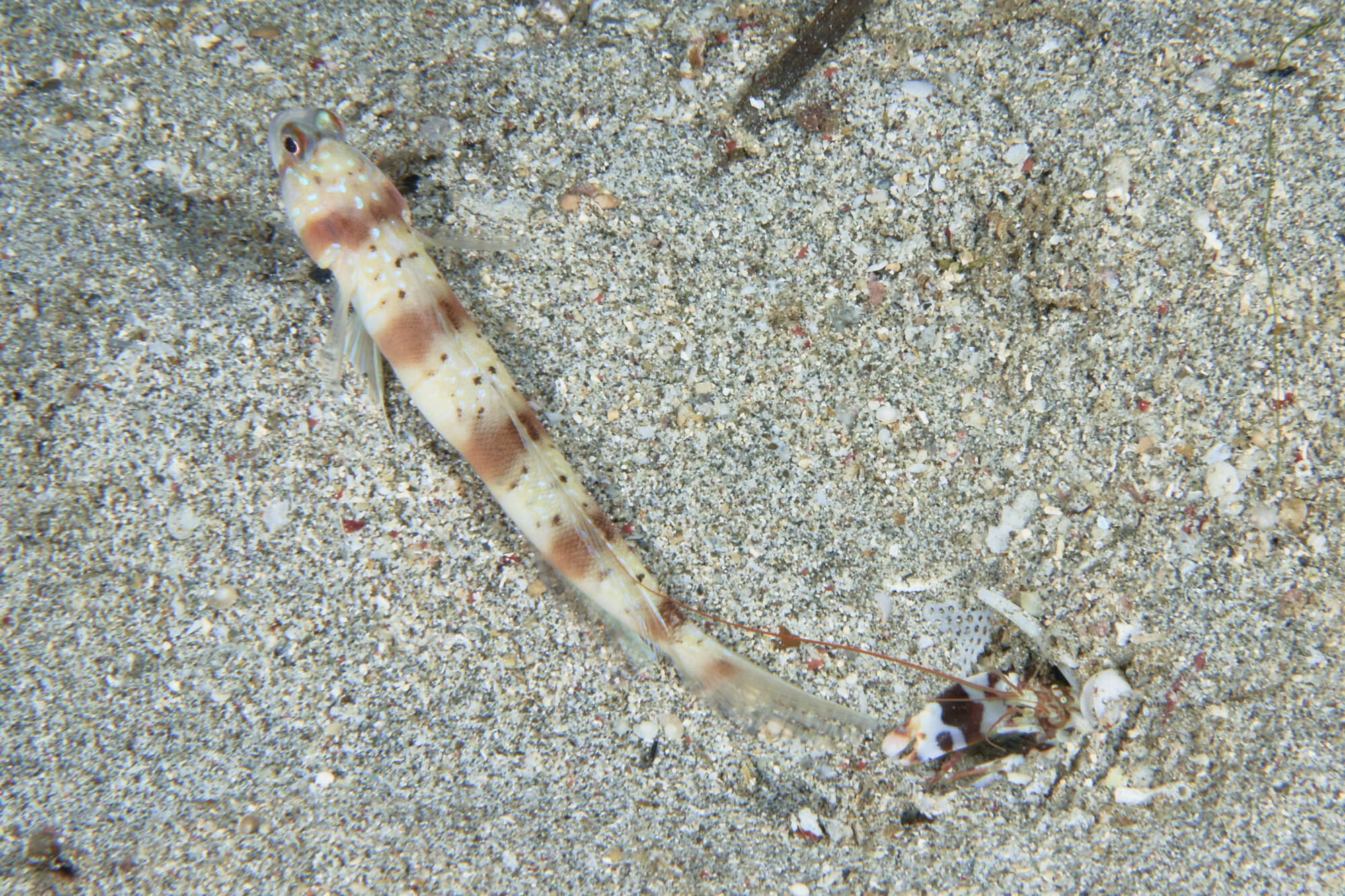 Image of Arcfin shrimpgoby