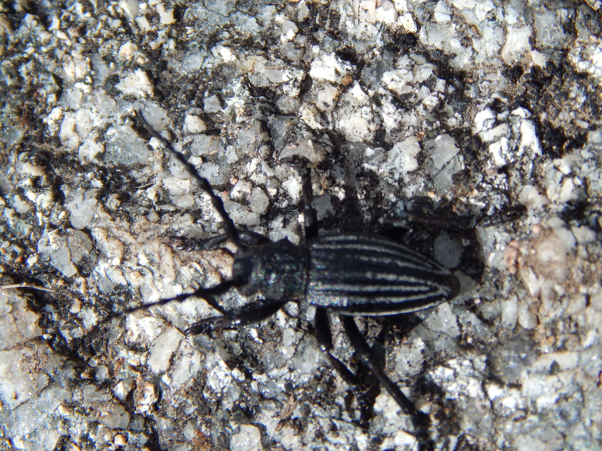 Image of Iberodorcadion seoanei kricheldorffi (Pic 1910)