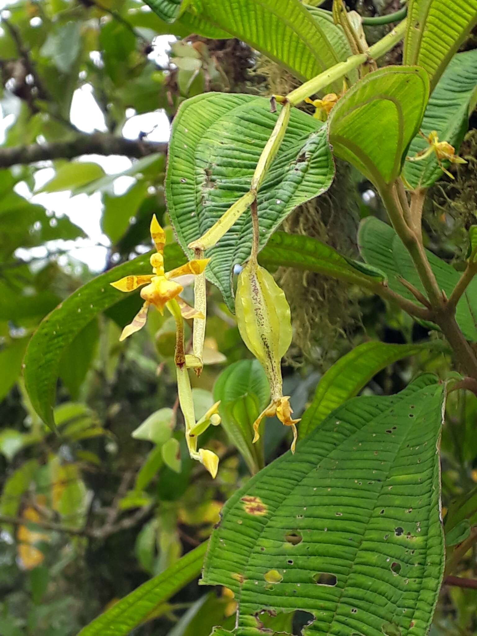 Image of winged-lady orchid