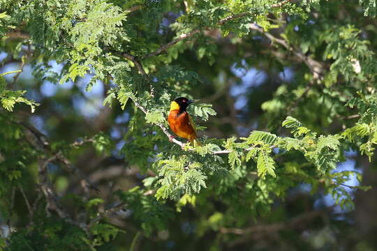 Image of Lufira Masked Weaver