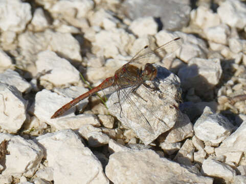 Image of Common Darter