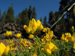 Image de Lotus campylocladus subsp. campylocladus