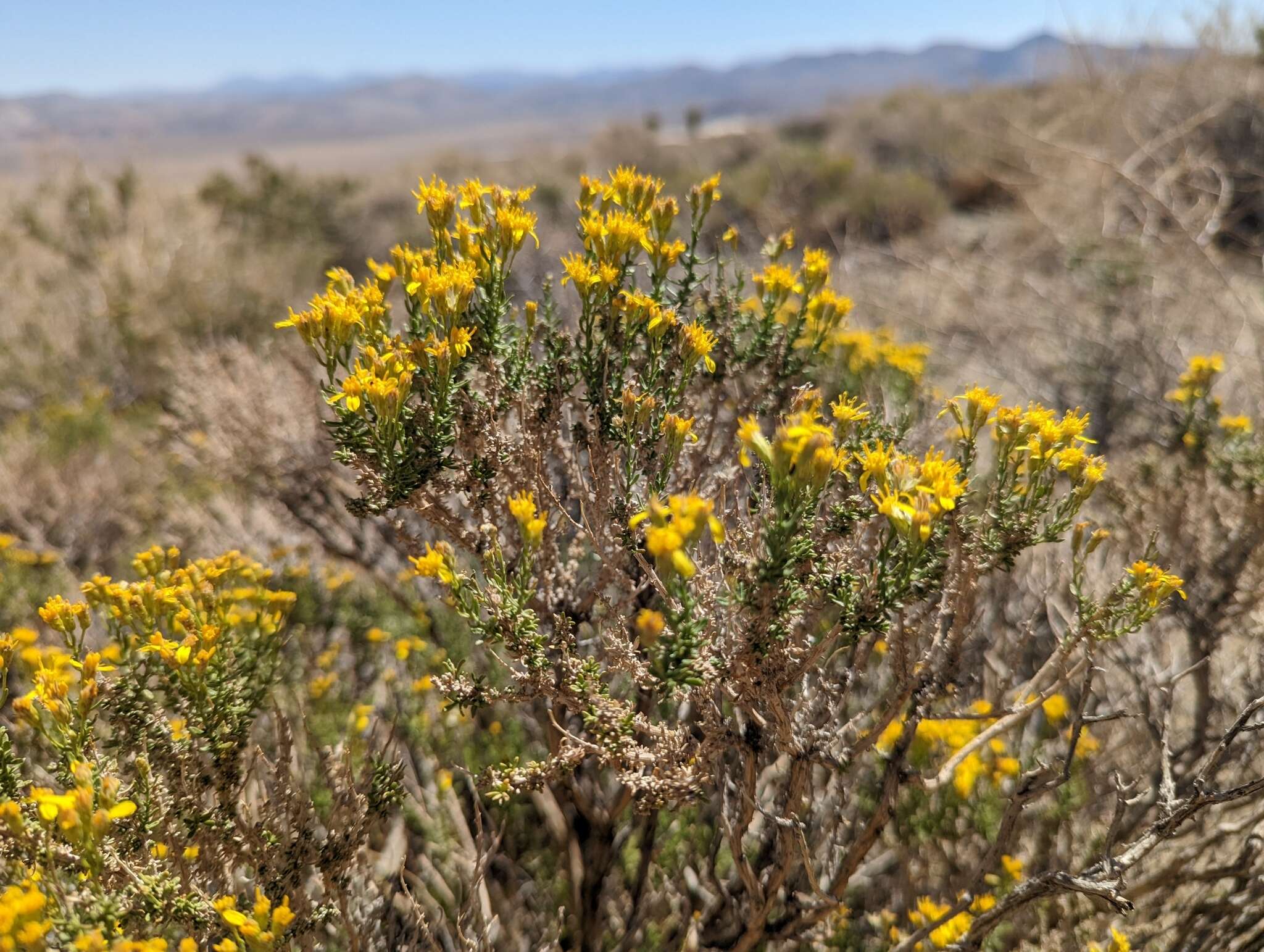 Imagem de Ericameria cooperi (A. Gray) Hall