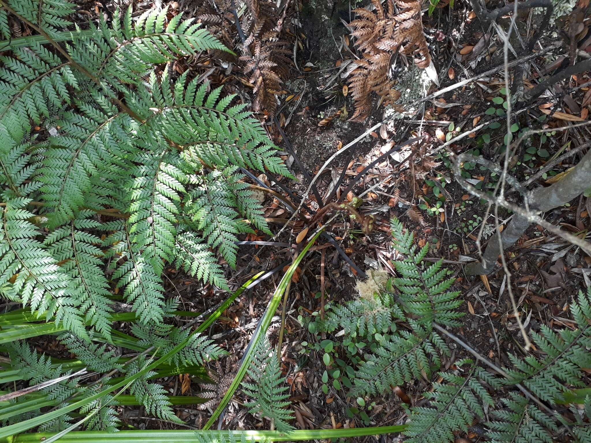 Image of Dicksonia lanata subsp. hispida (Colenso) Perrie & Brownsey