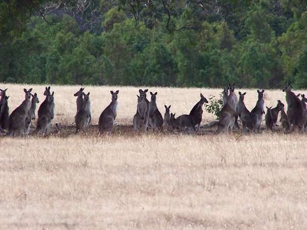 Image of kangaroo