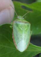 Image of Red-banded Stink Bug