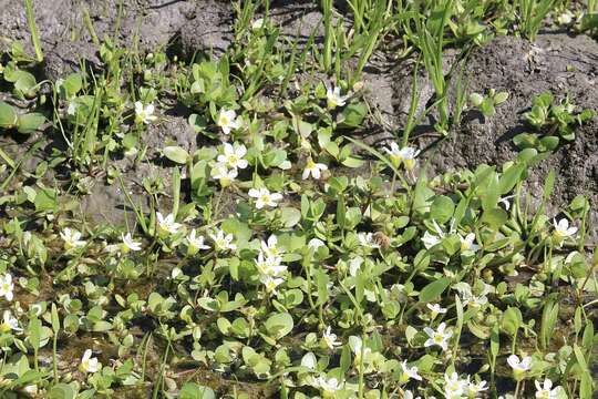 Image of Gila River Water-Hyssop