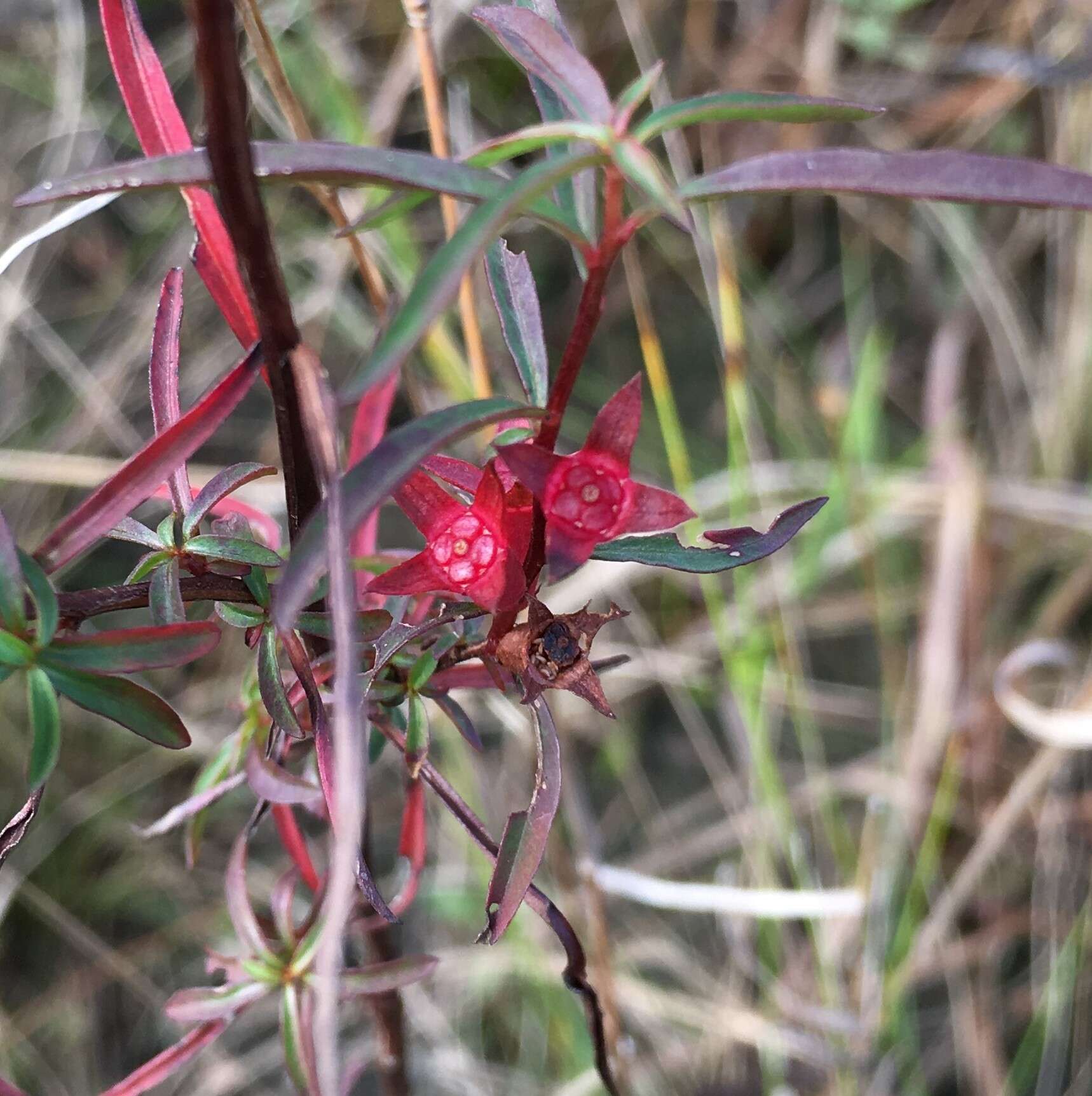 Image de Ludwigia linearis Walt.