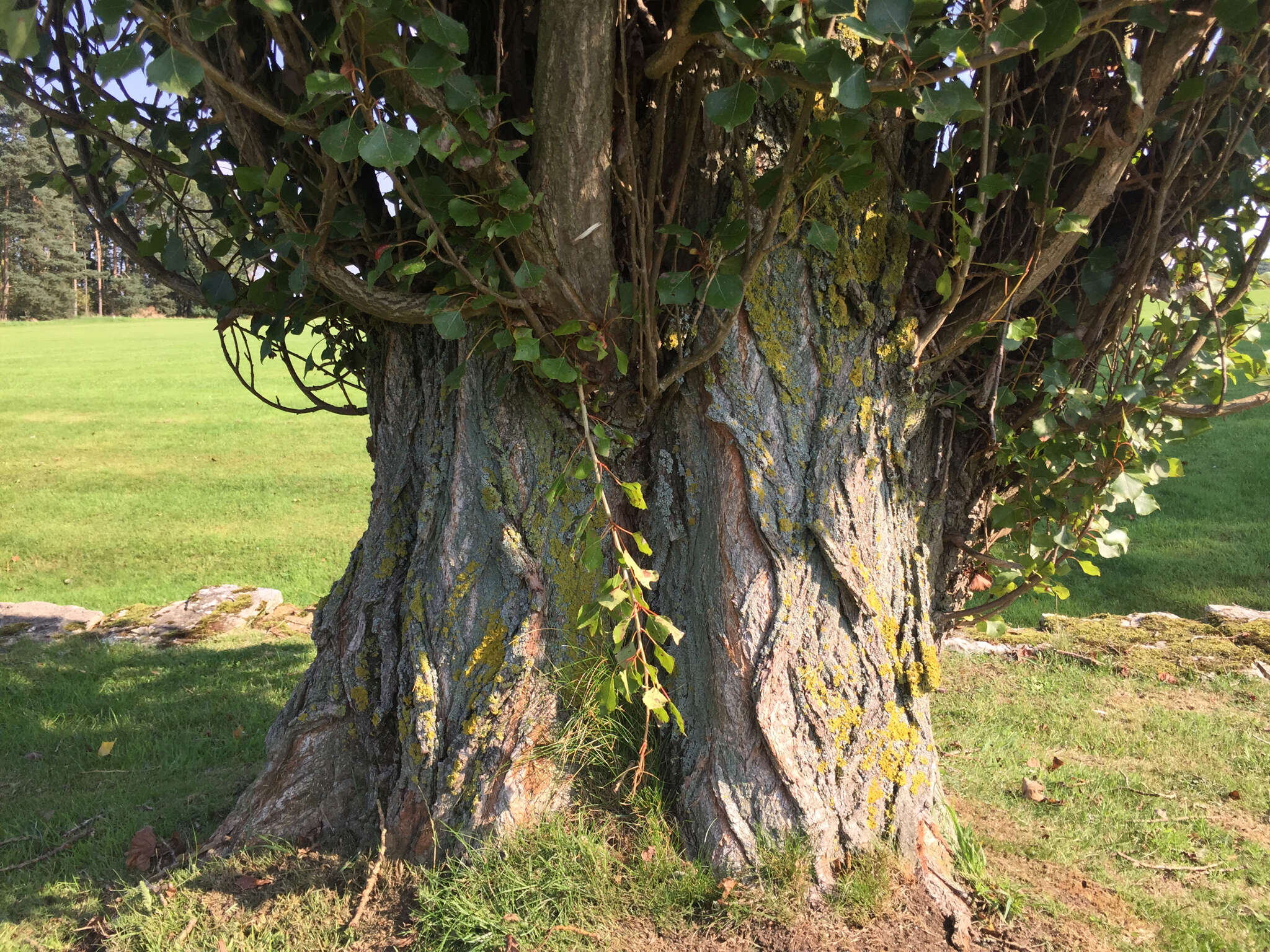 Image of Populus nigra L.