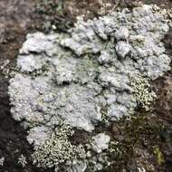 Image of disk lichen