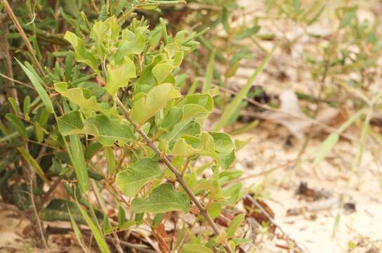 Image of Curtiss' milkweed