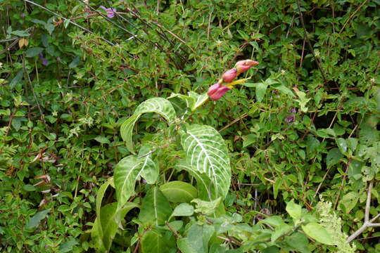 Image of Sanchezia oblonga Ruiz & Pav.