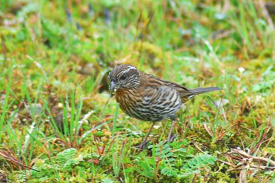 Image of Himalayan White-browed Rosefinch