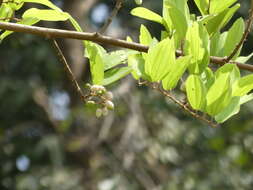 Image of Ziziphus rugosa Lam.