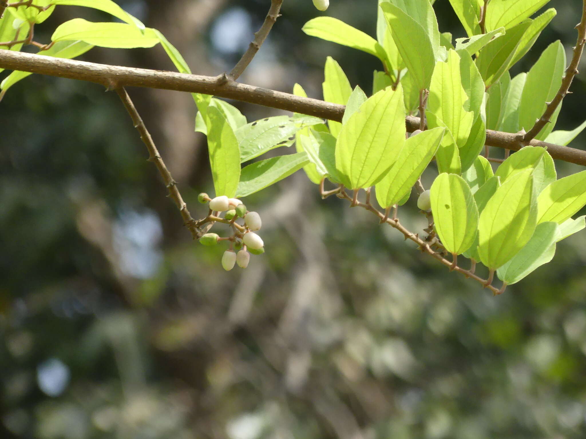 Ziziphus rugosa Lam. resmi