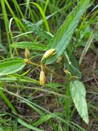 Image of Corchorus confusus Wild