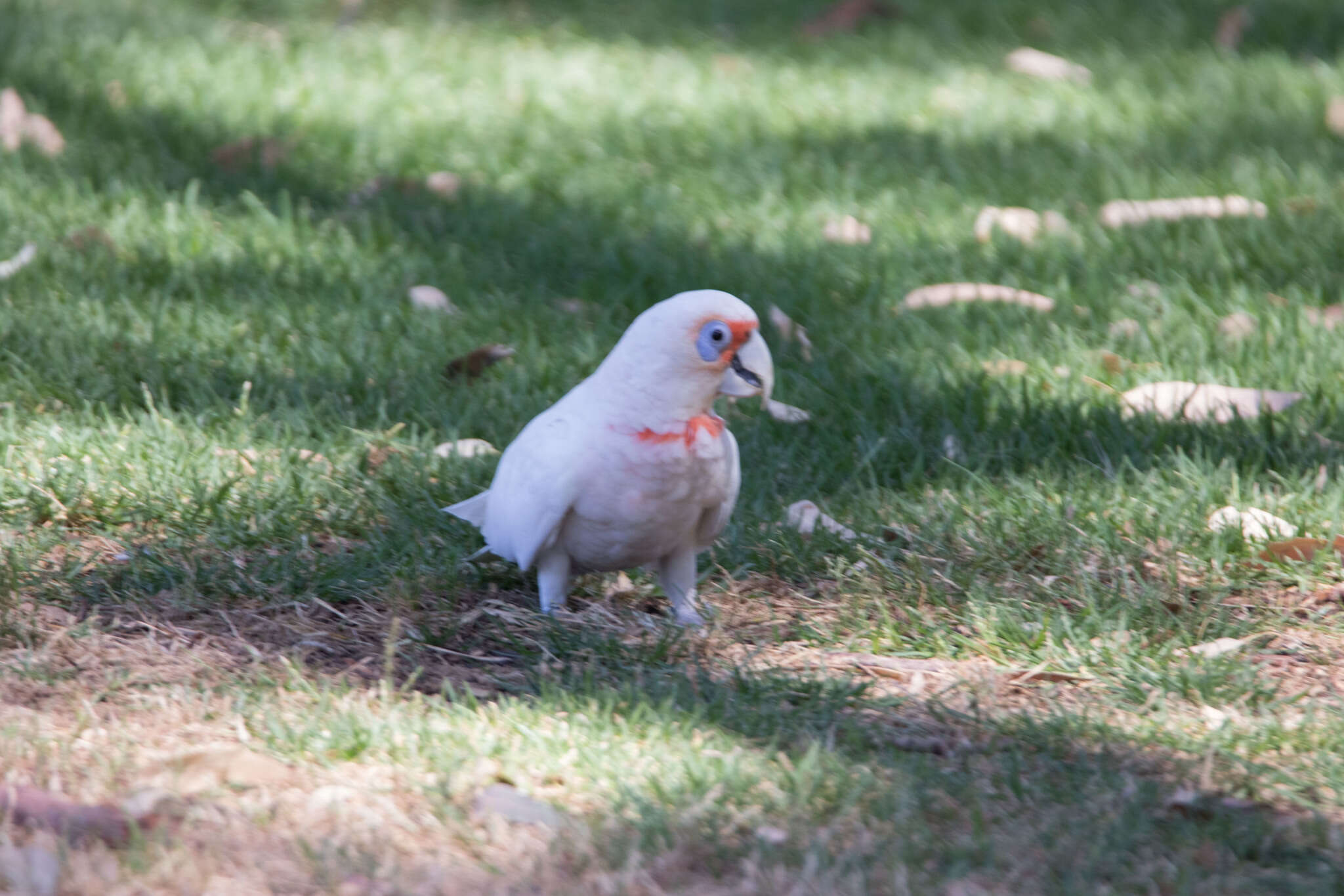 Cacatua tenuirostris (Kuhl 1820) resmi