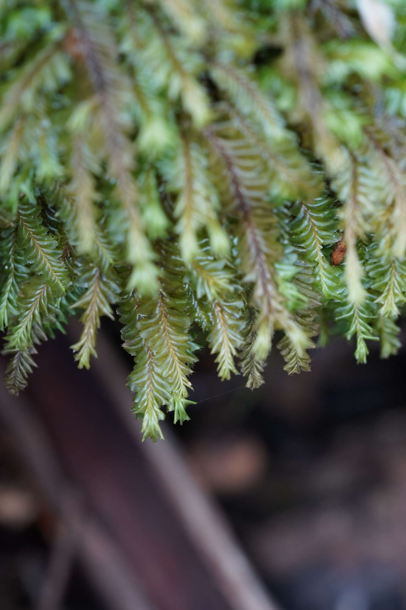 Image of Plagiochila fasciculata Lindenb.