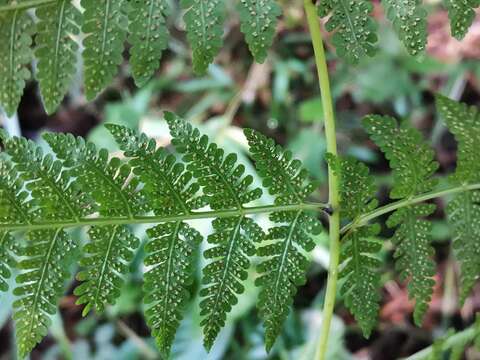 Image of Macrothelypteris viridifrons (Tag.) Ching