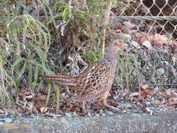 Image of Green Pheasant