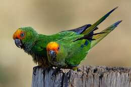 Image of Golden-capped Conure