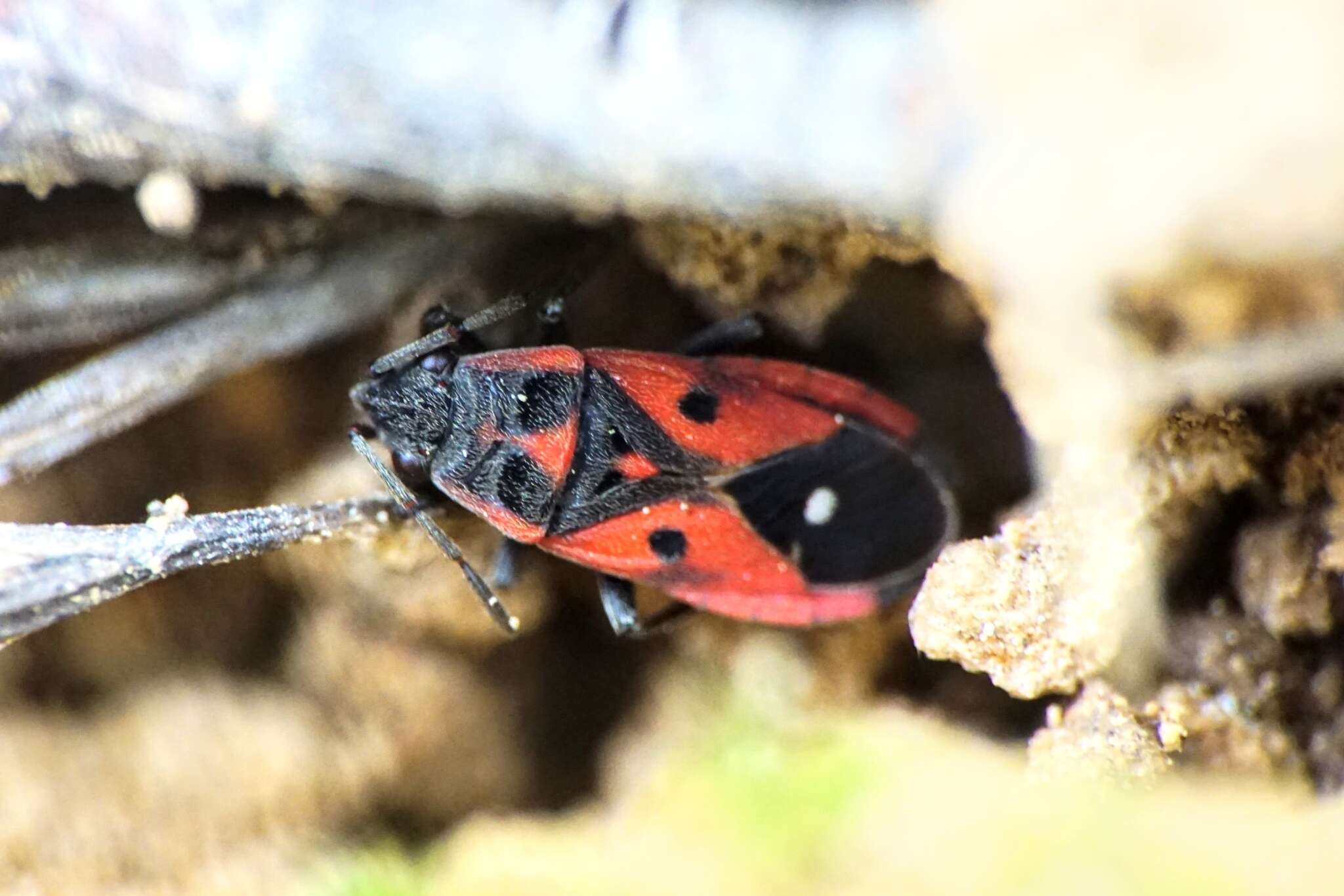 صورة Melanocoryphus tristrami (Douglas, J. W. & J. Scott 1868)