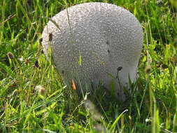 Image of Lycoperdon pratense Pers. 1794