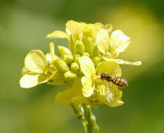 Image of Syrphid fly