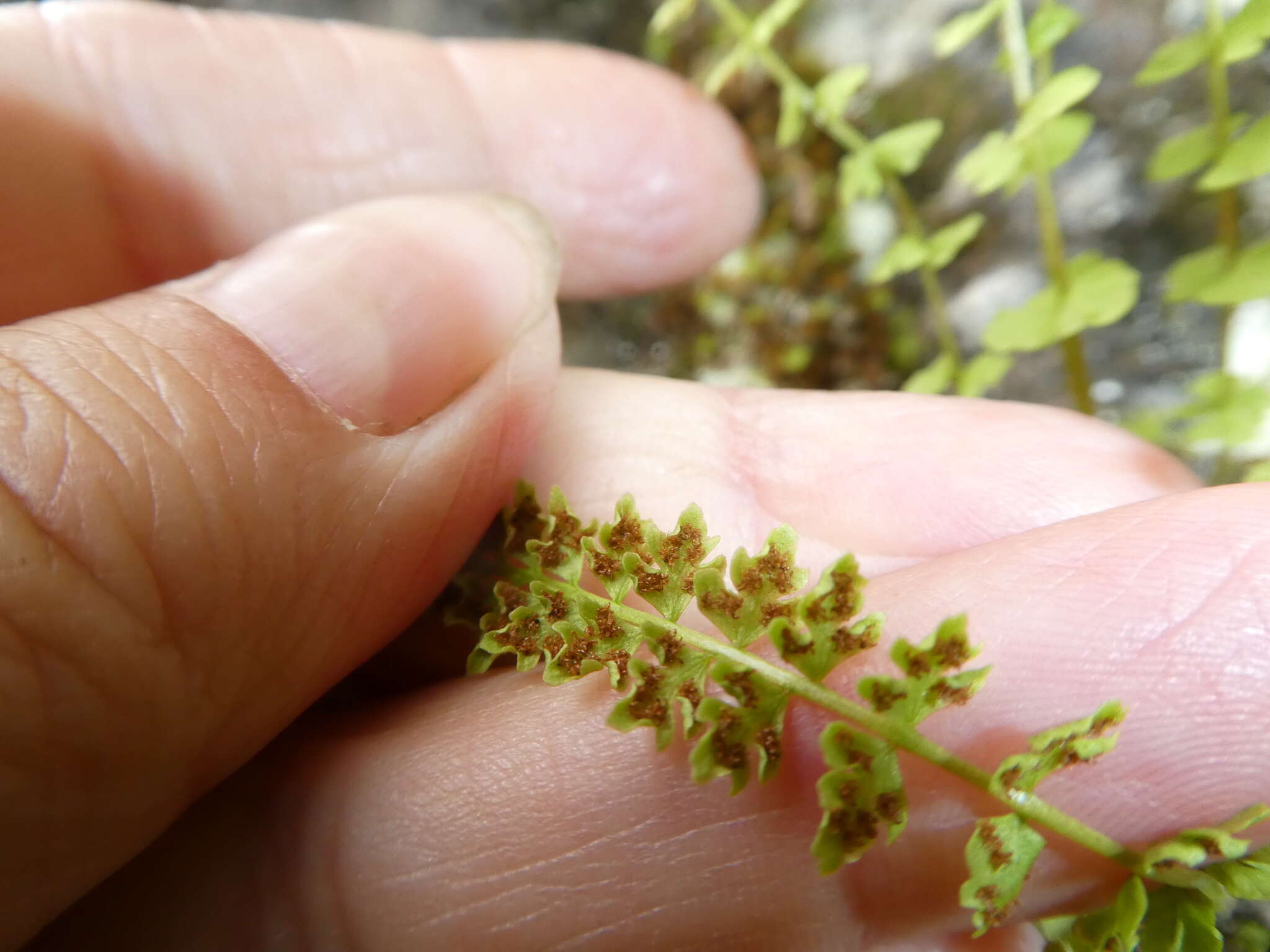 Image of smooth woodsia