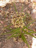 Image of spider milkweed