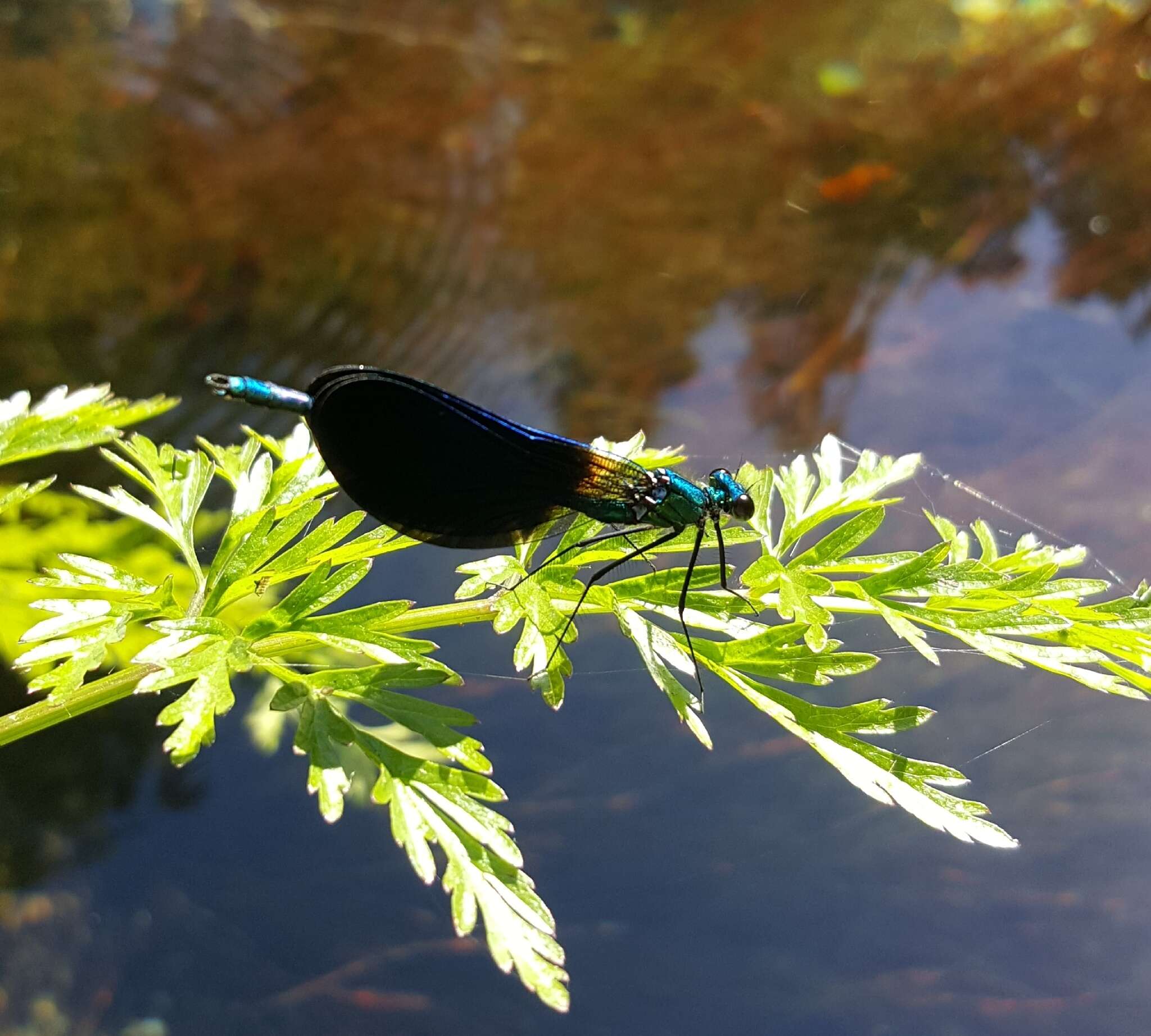 Image of Western Demoiselle