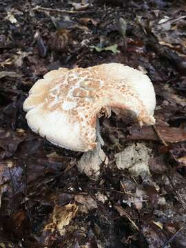 Image of Amanita subsolitaria (Murrill) Murrill 1941