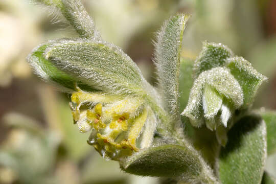 Image of Pimelea chlorina A. R. Bean