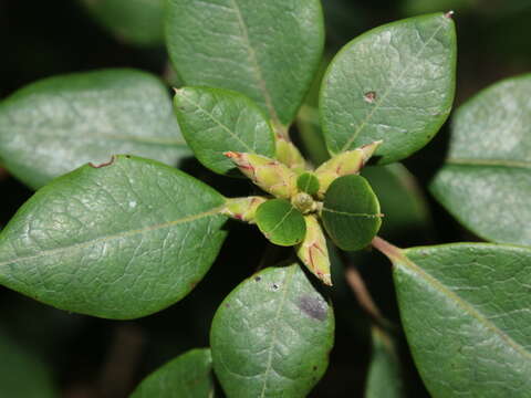 Imagem de Rhododendron ovatum (Lindl.) Planch. ex Maxim.