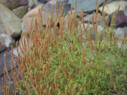 Image de Nepeta annua Pall.