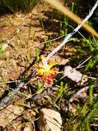 Image of Lachenalia orchioides (L.) Aiton