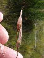 Plancia ëd Dierama pendulum (L. fil.) Baker