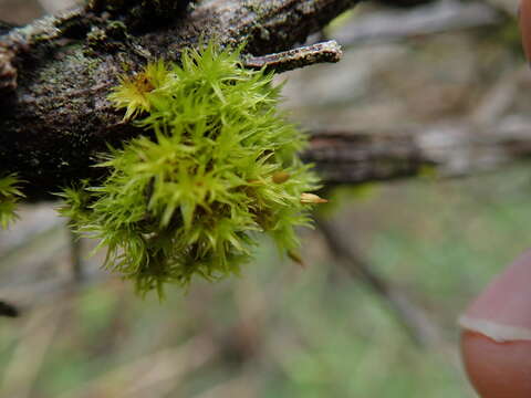 Image of orthotrichum moss