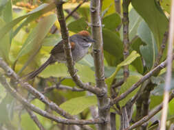 Image of Pale-breasted Spinetail