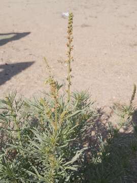 Image of Reseda muricata C. Presl