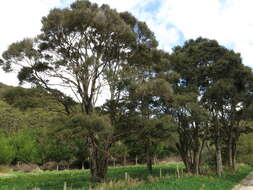 Plancia ëd Kunzea robusta de Lange & Toelken