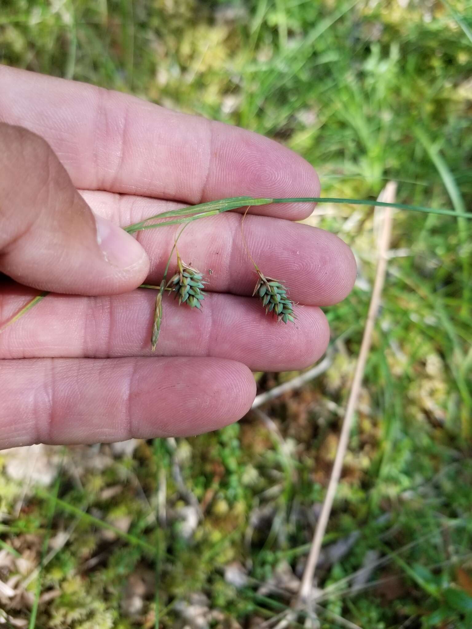 Image of boreal bog sedge