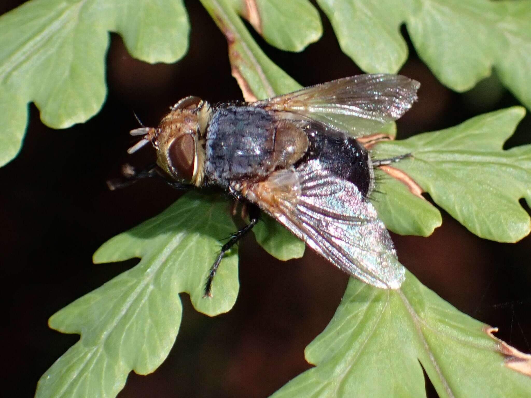 صورة Eurygastropsis tasmaniae (Walker 1858)