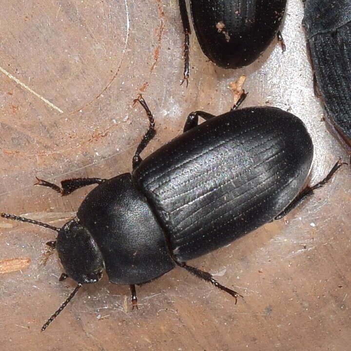 Image of Darkling beetle