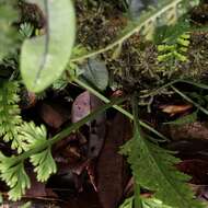 Image of Asplenium prolongatum Hook.